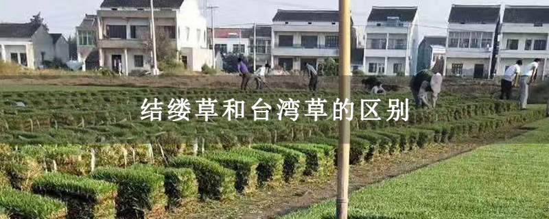 结缕草和台湾草的区别