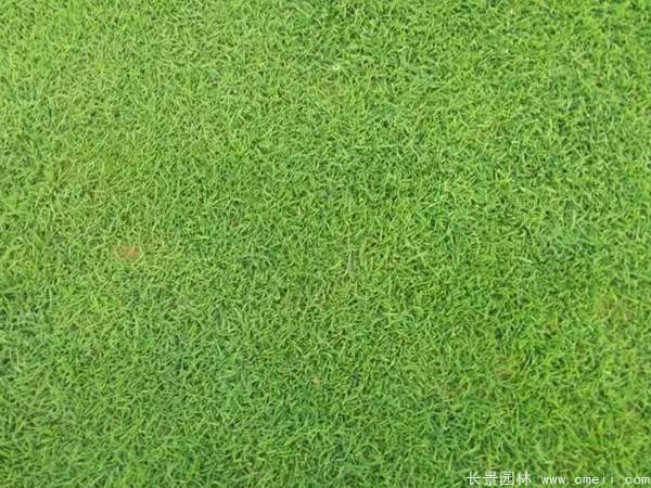 台湾2号草坪是结缕草吗？