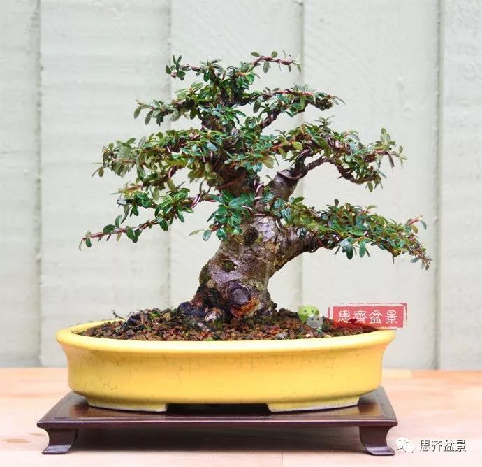 平枝栒子盆景图片