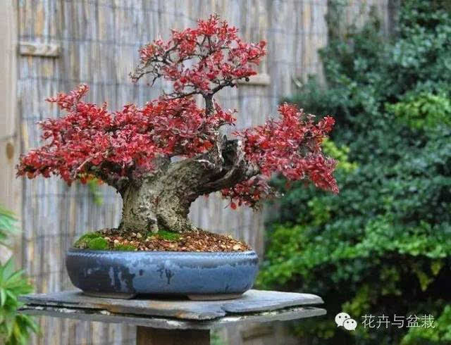 平枝栒子盆景图片