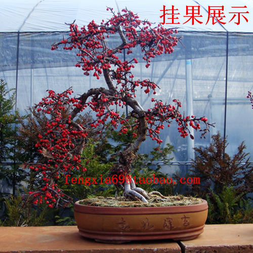 平枝栒子盆景图片