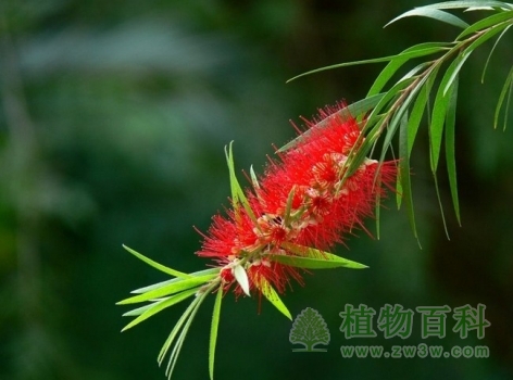 【认识串钱柳】串钱柳简介
