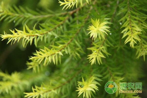 黄金串钱柳的种植栽培技术