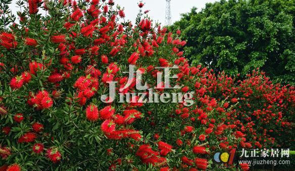 串钱柳的形态特征 串钱柳怎样培植与繁育