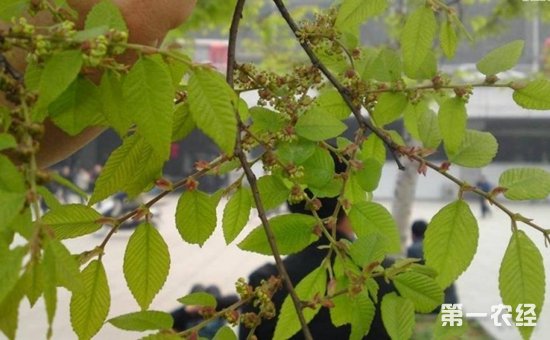 榉树长啥样？榉树生长习性怎样？