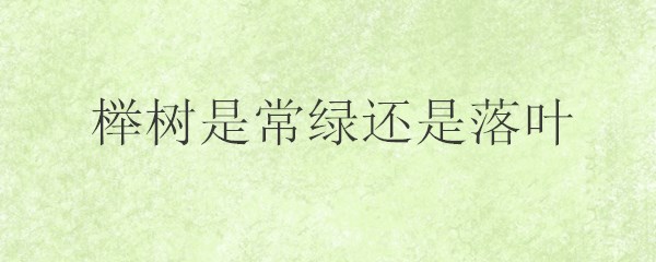 榉树是常绿还是落叶