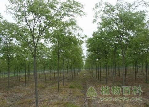 【认识榉树】榉树简介