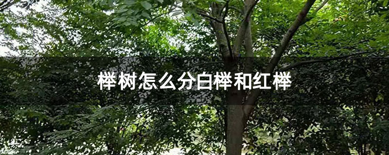 榉树怎么分白榉和红榉