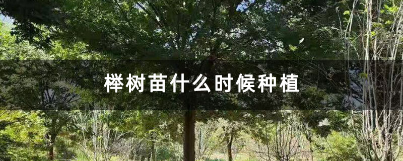 榉树苗什么时候种植