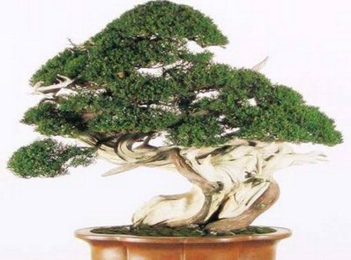 侧柏盆景的养护