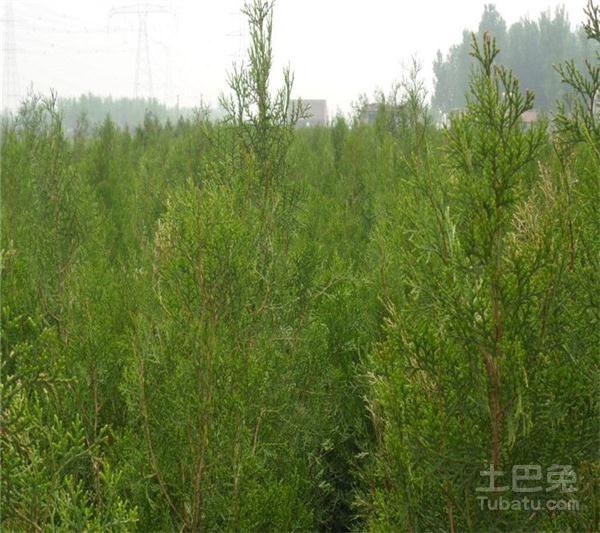 侧柏树的种类介绍