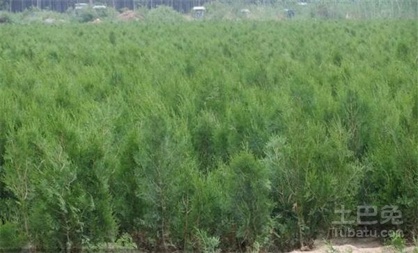 侧柏树的种类介绍