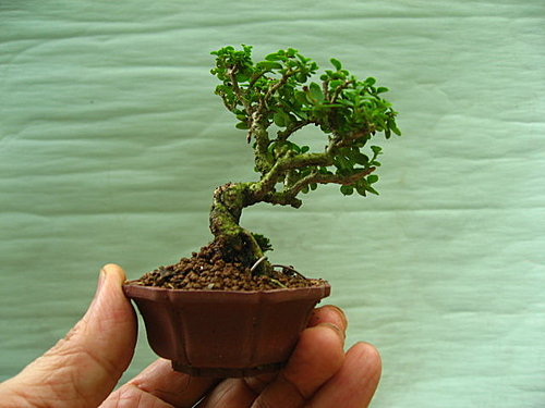 台湾寿娘子植物简介（图）