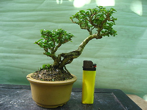 台湾寿娘子植物简介（图）