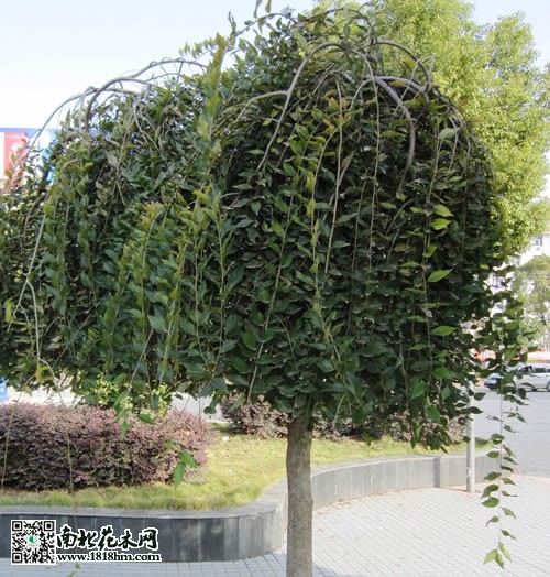 快速培育垂榆苗木的方法