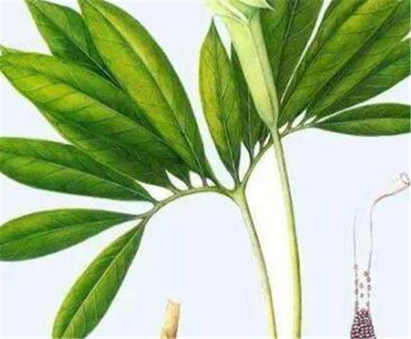 天南星科植物有哪些种类 天南星科植物有毒吗