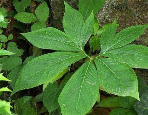 天南星科植物有哪些种类 天南星科植物有毒吗