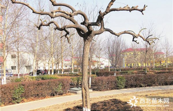 龙爪槐什么季节修剪？修剪的注意事项有哪些？