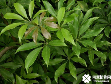 龙爪叶的功效与作用