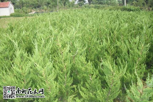 龙柏如何繁殖？
