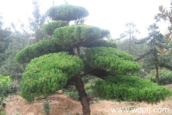 龙柏图片及造型赏析