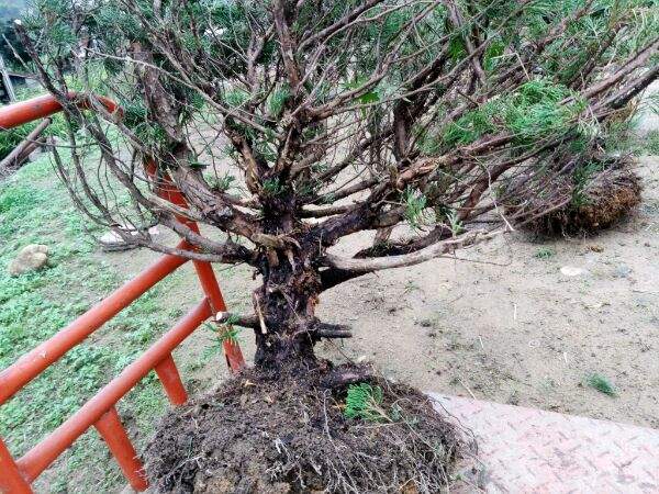 龙柏盆景制作最简单的方法