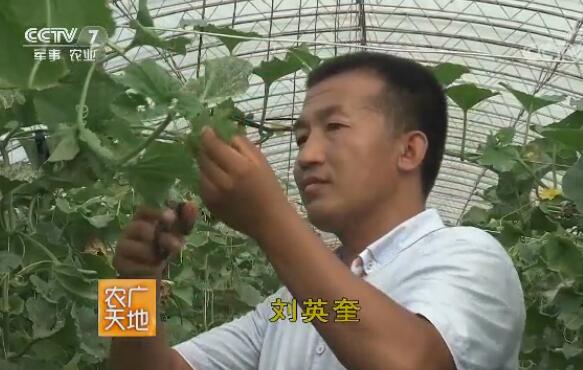 吉林“甜瓜大王”刘英奎种植甜瓜一亩收入10多万的秘密