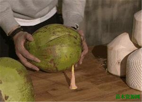 口香糖开椰子的原理是什么 大王椰子的果实能吃么