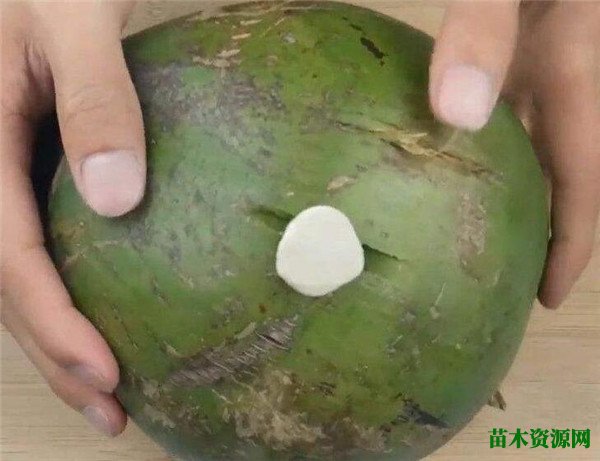 口香糖开椰子的原理是什么 大王椰子的果实能吃么