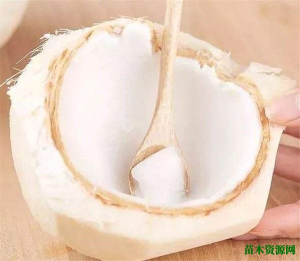 口香糖开椰子的原理是什么 大王椰子的果实能吃么