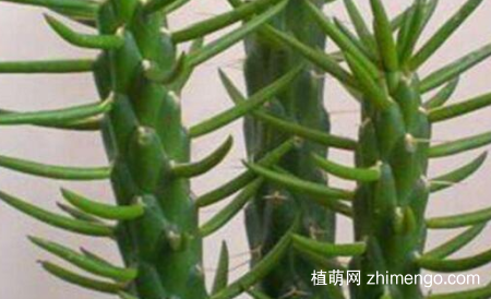 将军柱开花吗？将军柱很少开花