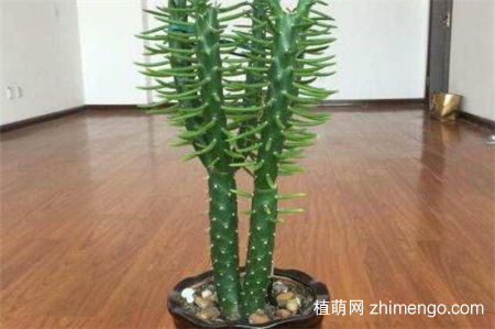 将军柱开花吗？将军柱很少开花
