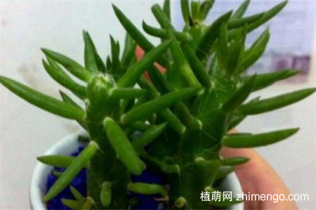 将军柱开花吗？将军柱很少开花