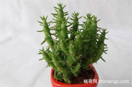 将军柱开花吗？将军柱很少开花