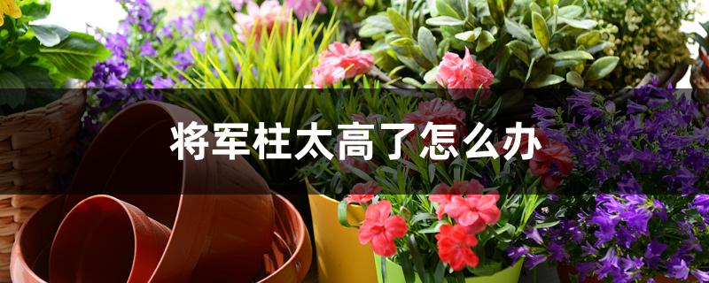 将军柱太高了怎么办