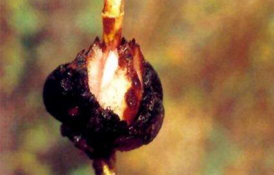 香水百合种球种植方法，种植养护及常见病虫害防治