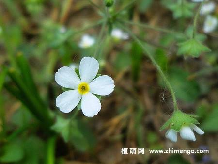 点地梅简介/特点/繁殖知识