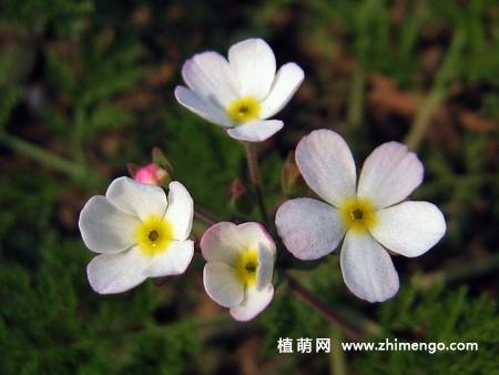 点地梅简介/特点/繁殖知识