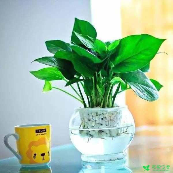 喜好水培植物的朋友留意啦！做好这几点，你也可以成为水培高手 。。。