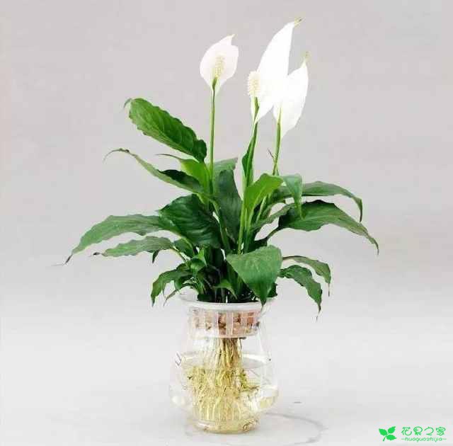 喜好水培植物的朋友留意啦！做好这几点，你也可以成为水培高手 。。。