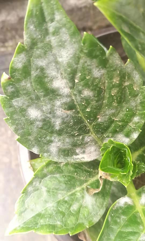 绣球花得了白粉病怎么办 怎么治(图）