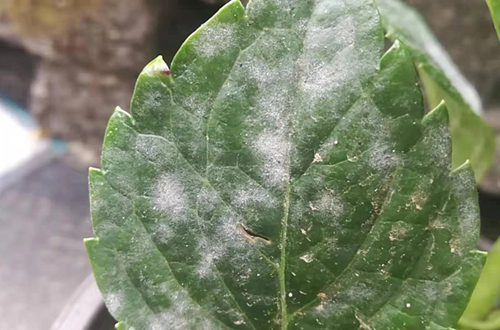 绣球花得了白粉病怎么办 怎么治(图）
