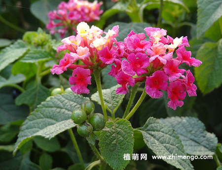 马樱丹播种方法步骤，时间春秋季进行