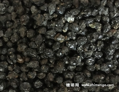 马樱丹播种方法步骤，时间春秋季进行