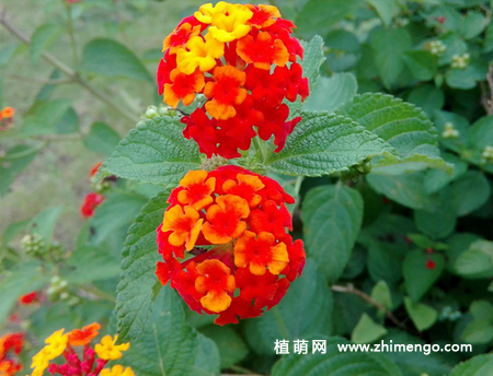 马樱丹播种方法步骤，时间春秋季进行