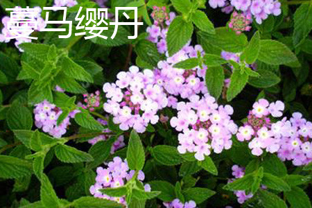 蔓马缨丹和马樱丹的区别