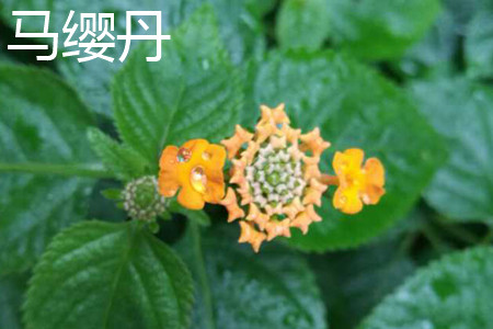 蔓马缨丹和马樱丹的区别