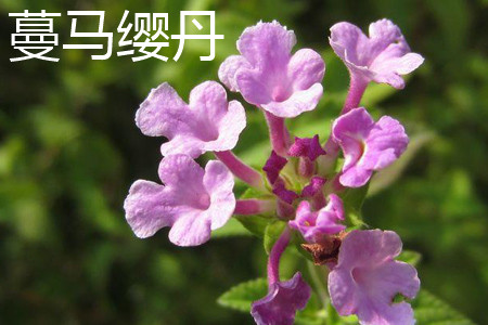蔓马缨丹和马樱丹的区别