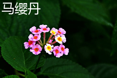 蔓马缨丹和马樱丹的区别