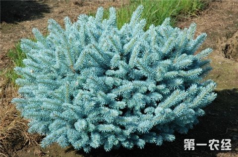 蓝杉怎么种？蓝杉栽培种植技术